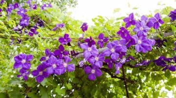 Les 5 plus belles fleurs mauves : découvrez leur splendeur violette
