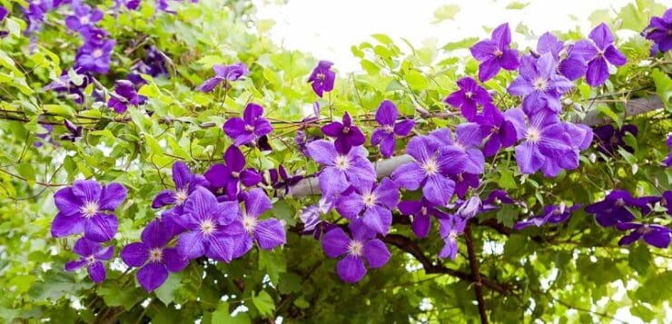 Les 5 plus belles fleurs mauves : découvrez leur splendeur violette