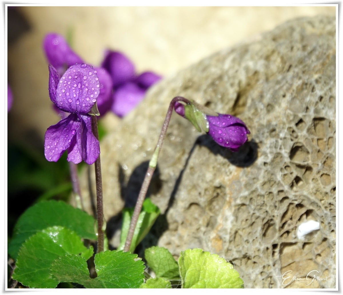 Les 5 plus belles fleurs mauves : découvrez leur splendeur violette