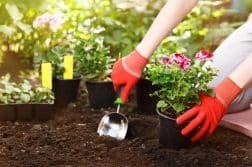 jardinage